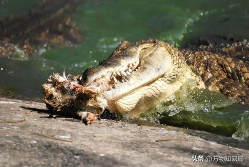 广西北海鳄鱼(北海鳄鱼山景区)插图15