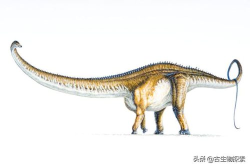 巨龙排行榜(迅猛龙排名第几)插图10
