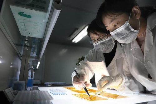 合肥玉米产量排名前十(排名第一的玉米品种)插图1
