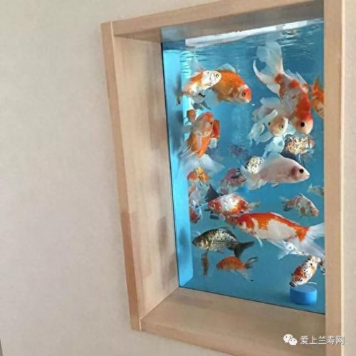 十大鱼缸品种排行榜(十大鱼缸排名前十名)插图39