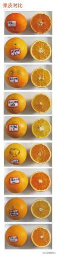热门橙子品种排名前十(最甜的橙子是什么品种)插图6