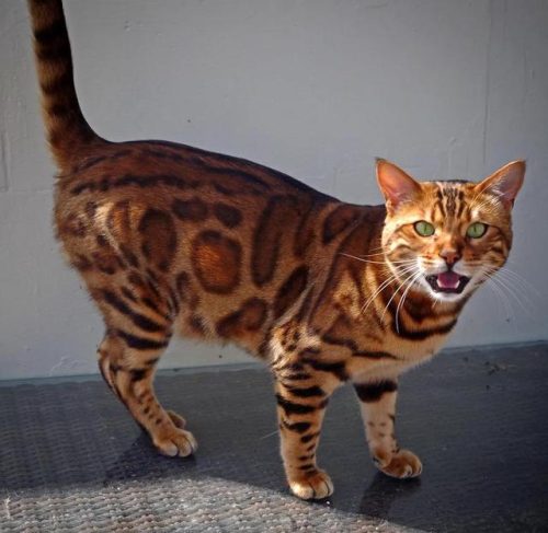 世界名猫排行榜(好猫的品种前十名)插图6