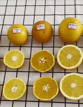 热门橙子品种排名前十(最甜的橙子是什么品种)插图2
