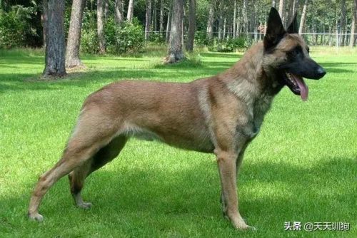十大猎犬排行榜(中国十大猎犬)插图4