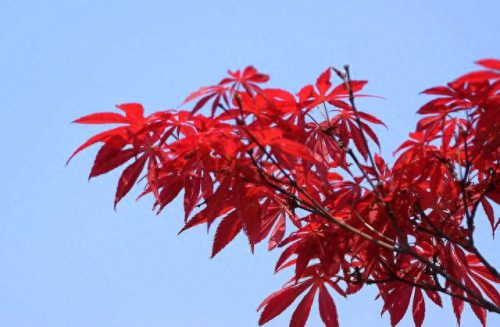 十大名贵盆景品种排行榜(盆景十大名贵品种)插图