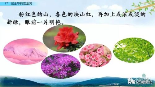 鹃的拼音和组词(鹃什么词语)插图45