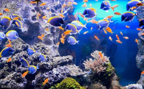 成都水族箱(鱼缸用品批发市场)插图3