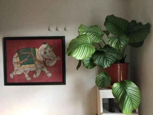 室内大型植物排名前十(适合北方室内养的盆栽)插图4