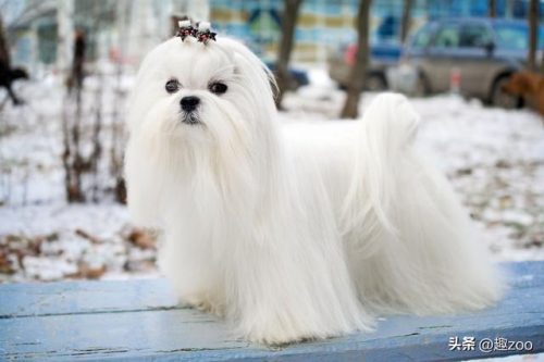 排名前十的小型狗狗(小型犬排行)插图4