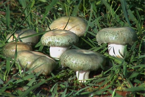 所有野生菌排名前十(野生菌十大名菌图片)插图5