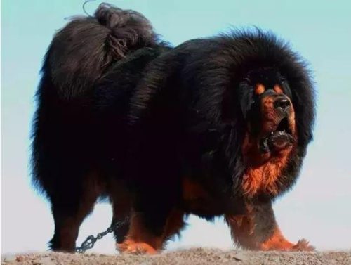 十大忠诚猛犬排行榜(十大最忠诚的狗排名)插图7