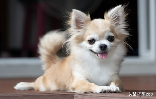 排名前十的小型狗狗(小型犬排行)插图