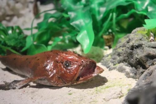 海洋生物资源最丰富的大洋(目前已知的海洋生物有多少种)插图11