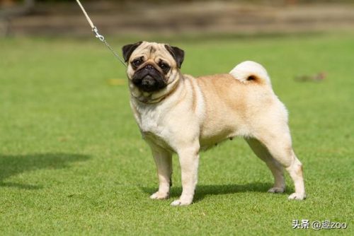 排名前十的小型狗狗(小型犬排行)插图6
