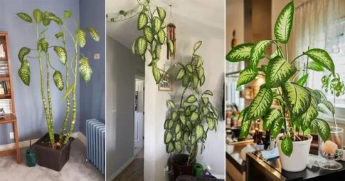 室内大型植物排名前十(适合北方室内养的盆栽)插图2
