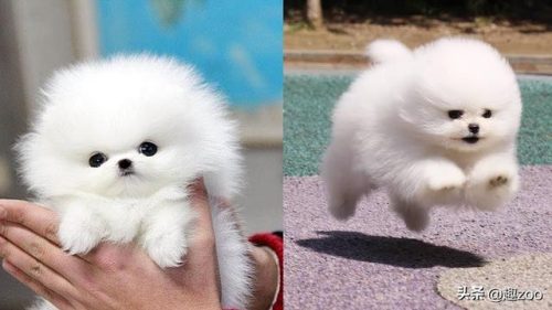 排名前十的小型狗狗(小型犬排行)插图3