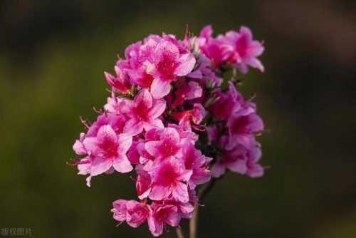 世界上最丑的花排行榜(世界上最美最罕见的花)插图4