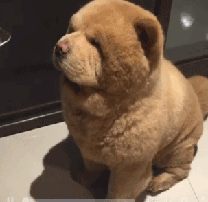 十大忠诚猛犬排行榜(十大最忠诚的狗排名)插图5