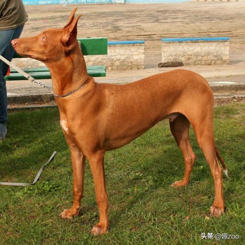 美国凶猛猎犬排名前十(全球十大猛犬排行榜)插图4