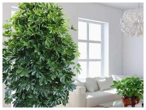 盆栽绿植排名前十(盆栽品牌排行榜)插图1