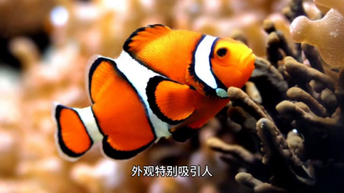 最美的鱼排名前十(最美的金鱼)插图3