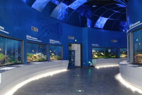 海洋生物资源最丰富的大洋(目前已知的海洋生物有多少种)插图1