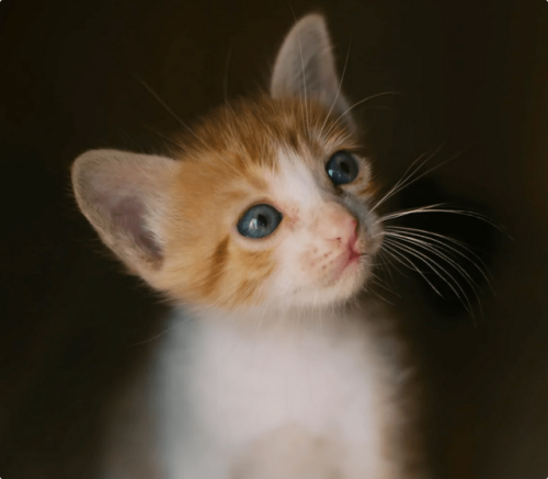 猫罐排行榜(玻璃密封罐十大排名)插图1