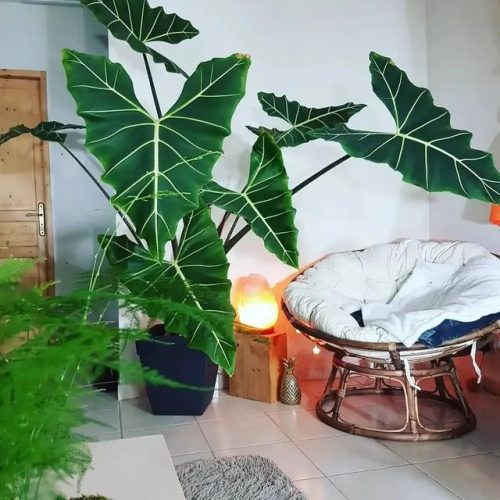 室内大型植物排名前十(适合北方室内养的盆栽)插图6