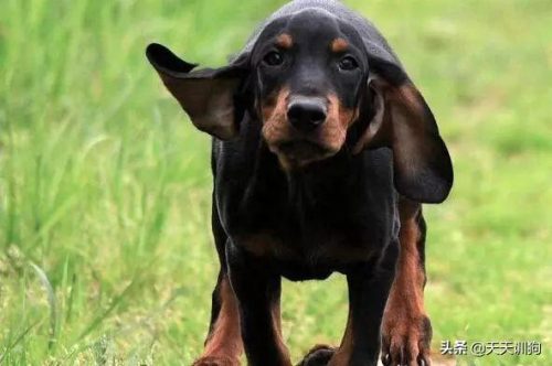 十大猎犬排行榜(中国十大猎犬)插图6