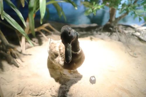 海洋生物资源最丰富的大洋(目前已知的海洋生物有多少种)插图27