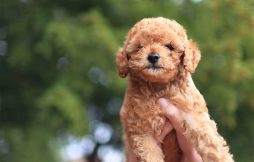 泰迪犬狗粮十大排行榜(泰迪最爱吃的狗粮排名)插图
