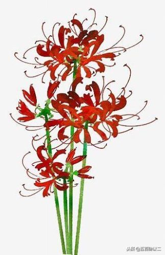 彼岸花诗(彼岸花最惊艳有名的诗句)插图3