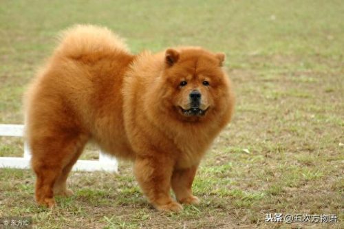 十大良种肉狗排行榜(土狗自由配对成功)插图7