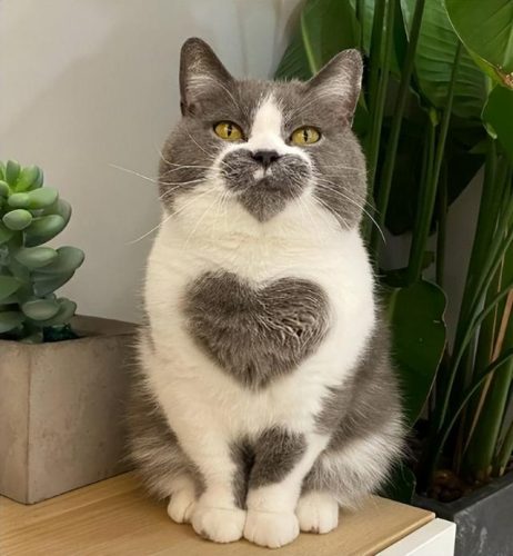 世界猫智商排行榜(什么猫的智商最高,排名)插图2
