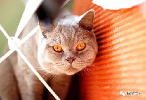 十大最胖的猫排行榜(十大最受欢迎猫排名)插图5