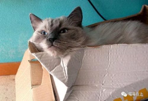 十大最胖的猫排行榜(十大最受欢迎猫排名)插图2