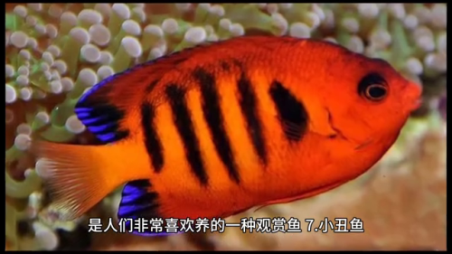 最美的鱼排名前十(最美的金鱼)插图2