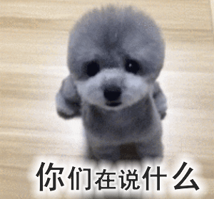 狗狗不掉毛排行榜(十大最不掉毛的狗狗品种)插图1