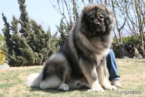 狗凶猛排行榜(十大攻击力最强的犬)插图17