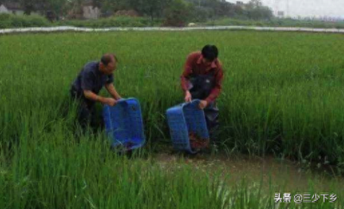 十大龙虾基地排行榜河南(河南大龙虾养殖基地)插图4