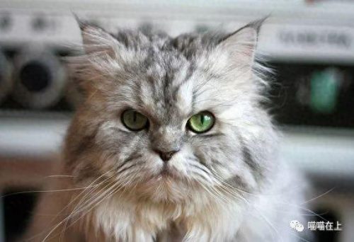 十大最胖的猫排行榜(十大最受欢迎猫排名)插图9