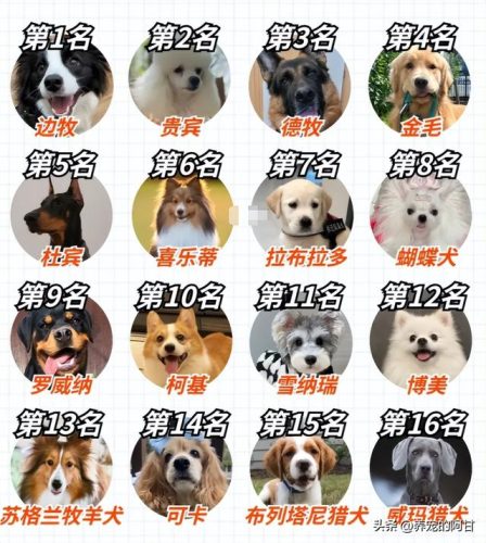 犬智力排行榜(犬类智商排名前100名)插图