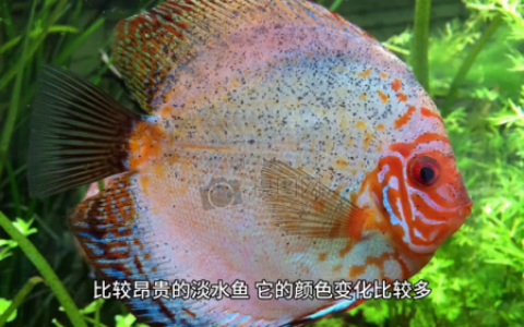 最美的鱼排名前十(最美的金鱼)