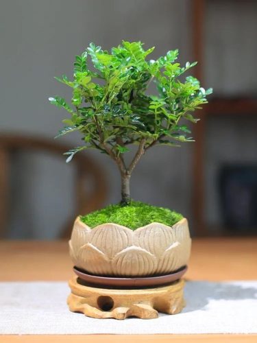驱蚊草排行榜(哪种驱蚊草驱蚊效果好)插图6