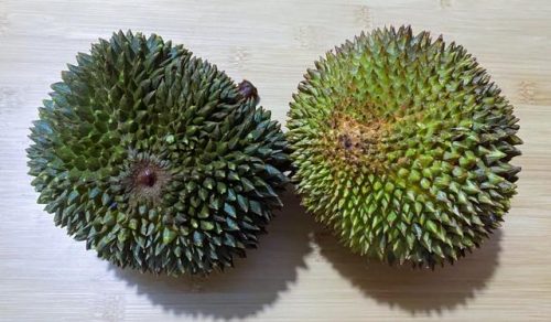 最好的榴莲品种排行榜(榴莲品种十大排名)插图12