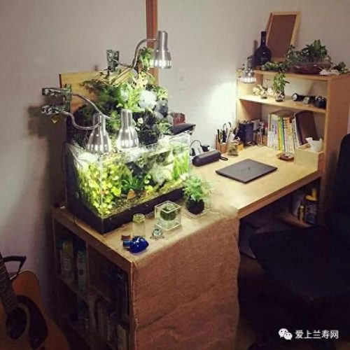 十大鱼缸品种排行榜(十大鱼缸排名前十名)插图23
