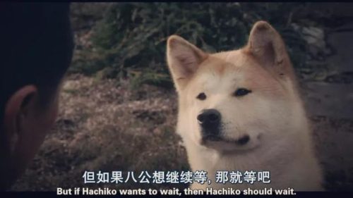 十大忠诚猛犬排行榜(十大最忠诚的狗排名)插图3
