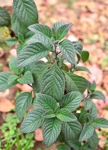草草木香水排行榜(最好闻的木质香水)插图8