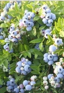 水果营养价值排行榜前十名(10大最有营养的水果)插图7