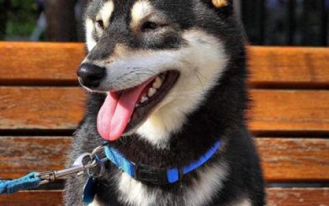 美国凶猛猎犬排名前十(全球十大猛犬排行榜)